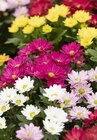 Herbstchrysantheme im Angebot bei Garten-Center Nordharz GmbH & Co. KG in Braunschweig Herbstchrysantheme Angebote bei Garten-Center Nordharz GmbH & Co. KG Braunschweig für 5,99 €