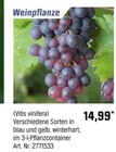 Aktuelles Weinpflanze Angebot bei OBI in Bremen ab 14,99 €
