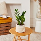 Carrefour Villeherviers - Promo Zamioculcas XXL Promo Zamioculcas XXL à 24,99 € dans le catalogue Carrefour à Villeherviers