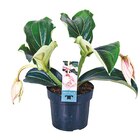 Medinilla „Magnifica Pinatubo“ für 8,99 € bei Netto mit dem Scottie im Angebot Medinilla „Magnifica Pinatubo“ im aktuellen Netto mit dem Scottie Prospekt