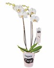 Phalaenopsis im Super Mama-Potcover bei Lidl im Calbe Prospekt für 9,99 €