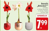 Aktuelle Pflanzen Angebote bei EDEKA in München Aktuelles Amaryllis Ritterstern Angebot bei EDEKA in München ab 7,99 €