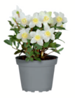 Christrose im Angebot bei toom Baumarkt in Niederkassel Christrose Angebote bei toom Baumarkt Niederkassel für 6,99 €
