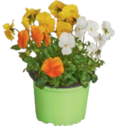 Blumen im tegut Prospekt Hornveilchen im aktuellen tegut Prospekt für 2,99 €