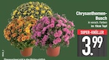 E center Aichach - Chrysanthemen-Busch Angebot im Prospekt Chrysanthemen-Busch bei E center im Aichach Prospekt für 3,99 €