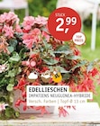 Aktuelle Pflanzen Angebote bei ROSENGUT Langerwisch in Potsdam Aktuelles Edellieschen Angebot bei ROSENGUT Langerwisch in Potsdam ab 2,99 €