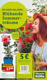 Pflanzen Kölle Prospekt für Finsing: "Blühende Sommerträume!", 3 Seiten, 17.06.2024 - 23.06.2024