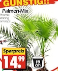 Palmen-Mix bei Wreesmann im Großröhrsdorf Prospekt für 14,99 €
