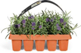 Netto Marken-Discount - Lavendel Angebot im Prospekt Lavendel bei Netto Marken-Discount im Prospekt "" für 5,99 €