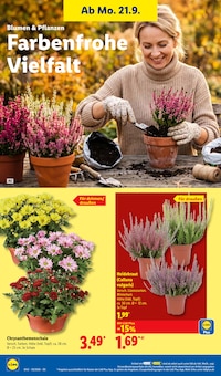 Blumen im Lidl Prospekt "LIDL LOHNT SICH" mit 65 Seiten (Hamburg)
