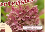 Aktuelle Hortensie Angebote bei Garten-Center Nordharz GmbH & Co. KG in Hildesheim Aktuelles Hydrangea paniculata Bloody Marie Angebot bei Garten-Center Nordharz GmbH & Co. KG in Hildesheim ab 13,99 âŹ