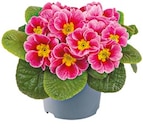 Netto mit dem Scottie Klein Nordende - Primeln in Sonderfarben Angebot im Prospekt Primeln in Sonderfarben bei Netto mit dem Scottie im Klein Nordende Prospekt für 1,69 €