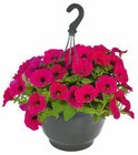 Hagebaumarkt Wörth - Beetpflanzen-Ampel Angebot im Prospekt Beetpflanzen-Ampel bei Hagebaumarkt im Wörth Prospekt für 9,99 €