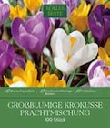 Großblumige Krokusse Prachtmischung für 15,99 € bei Pflanzen Kölle im Angebot Großblumige Krokusse Prachtmischung im aktuellen Pflanzen Kölle Prospekt