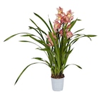 Cymbidium en promo chez Carrefour Toulon à 17,99 €