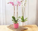 Orchidée Phalaenopsis en promo chez U Express Vitry-sur-Seine à 12,99 €
