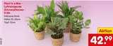 Plant in a Box - Luftreinigende Zimmerpflanzen von  im aktuellen Netto Marken-Discount Prospekt für 42,99 €