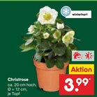 Aktuelle Blumen Angebote bei Netto Marken-Discount in Hamburg Aktuelles Christrose Angebot bei Netto Marken-Discount in Hamburg ab 3,99 €