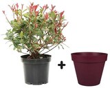 Plante Photinia Fraseri 7L + Pot Toscane coloris Bourgogne Ø 47,5 cm x H. 40 cm à Castorama dans Dampierre-en-Yvelines