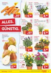 Gräser Gräser