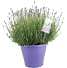 Hortensien Mix im Angebot bei EDEKA in Buxtehude Hortensien Mix Angebote bei EDEKA Buxtehude für 9,99 €