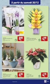 Promos Phalaenopsis dans le catalogue "DE BONNES FÊTES À PRIX DISCOUNT." de Aldi à la page 43 Promos Phalaenopsis dans le catalogue "DE BONNES FÊTES À PRIX DISCOUNT." de Aldi à la page 43