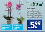 Phalaenopsis Multiflora im ALDI SÜD Prospekt Phalaenopsis Multiflora von im aktuellen ALDI SÜD Prospekt für 5,99 €