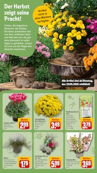 Blumen im REWE Prospekt "Dein Markt" mit 35 Seiten (Hamburg)