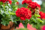 Angebot im BBM Baumarkt Rhauderfehn Prospekt BBM Baumarkt Rhauderfehn Prospekt mit im Angebot für 2,79 €