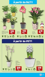 Orchidée Angebote im Prospekt "XXL : DÉCOUVREZ NOS MÉGA + FORMATS" von Aldi auf Seite 21