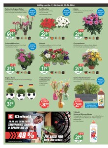 Blumen im aktuellen V-Markt Prospekt (Augsburg) Blumen im V-Markt Prospekt "V-Markt einfach besser einkaufen" mit 17 Seiten (Augsburg)