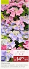 Tellerhortensie von Kölle für 14,99 € bei Pflanzen Kölle im Angebot Tellerhortensie von Kölle im aktuellen Pflanzen Kölle Prospekt