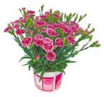 Netto mit dem Scottie Karft - Nelken „Pink Kisses“ Angebot im Prospekt Nelken „Pink Kisses“ bei Netto mit dem Scottie im Karft Prospekt für 2,29 €