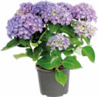 Collection d'Hortensias à 19,99 € dans le catalogue Botanic