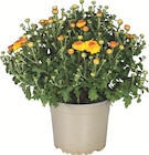 Bauern-Chrysantheme Angebote bei Zimmermann Magdeburg für 1,79 €