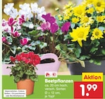 Gartenbepflanzung im Netto Marken-Discount Prospekt Beetpflanzen im aktuellen Netto Marken-Discount Prospekt für 1,99 €