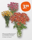 Chrysanthemen Angebote bei tegut Heidelberg für 3,99 €