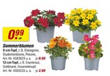 Sommerblumen von  im aktuellen toom Baumarkt Prospekt für 0,99 €