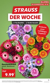 Chrysantheme im Kaufland Prospekt in Paderborn Aktueller Kaufland Prospekt mit Chrysantheme, "Aktuelle Angebote", Seite 55