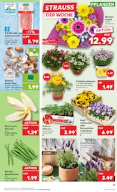 Aktueller Kaufland Prospekt mit Blumen, "Aktuelle Angebote", Seite 15