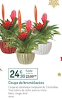 Promo Coupe de broméliacées à 24,99 € dans le catalogue Botanic à Sisteron