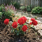 Ma Jardinerie Arc-lès-Gray - Promo Décorosier New Vesuvia® rouge Promo Décorosier New Vesuvia® rouge à 15,99 € dans le catalogue Ma Jardinerie à Arc-lès-Gray