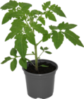 Gemüse-Duo von Gardenline im aktuellen ALDI SÜD Prospekt für 0,99 €