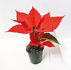 Netto mit dem Scottie Heiligenhafen - Mini-Weihnachtsstern Angebot im Prospekt Mini-Weihnachtsstern bei Netto mit dem Scottie im Heiligenhafen Prospekt für 1,11 €