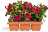 Dipladenia für 9,99 € bei Netto Marken-Discount im Angebot Dipladenia im aktuellen Netto Marken-Discount Prospekt
