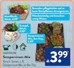 Sempervivum-Mix von GARDENLINE im aktuellen ALDI SÜD Prospekt
