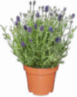 Lavendel Angustifolia für 1,99 € bei Netto Marken-Discount im Angebot Lavendel Angustifolia im aktuellen Netto Marken-Discount Prospekt