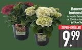 Bauernhortensien von  im aktuellen EDEKA Prospekt für 9,99 €
