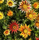 Promo Gazania à 2,59 € dans le catalogue Point Vert à Tarbes