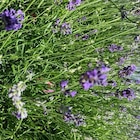 Botanic Épinal - Promo Lavande Angustifolia Dwarf Blue bleu. Le pot de 7,5 litres Promo Lavande Angustifolia Dwarf Blue bleu. Le pot de 7,5 litres à 24,99 € dans le catalogue Botanic à Épinal